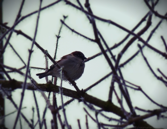 Bird melancholy